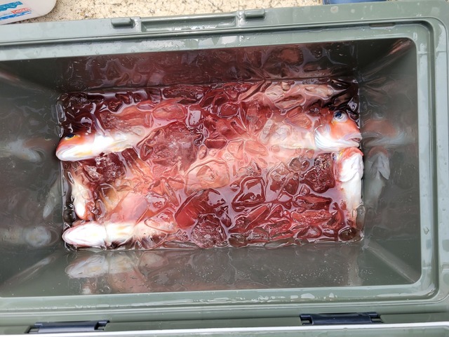 アマダイ(アカアマダイ)