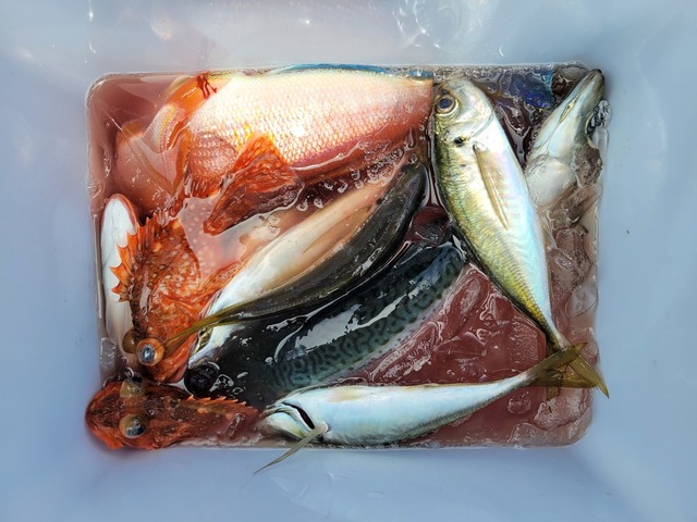 マアジ・アマダイ(アカアマダイ)