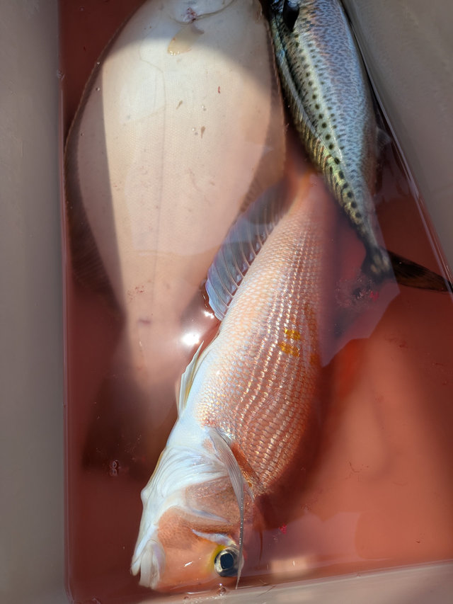 アマダイ(アカアマダイ)・ヒラメ・サバ(ゴマサバ)