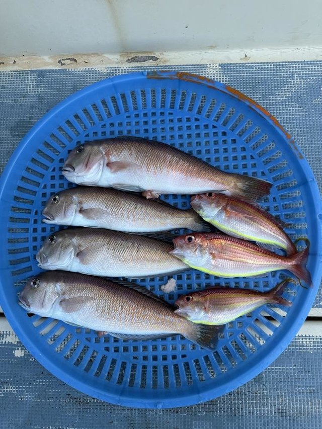 アマダイ(アカアマダイ)