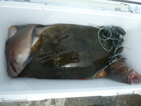 マハタ・ヒラメ