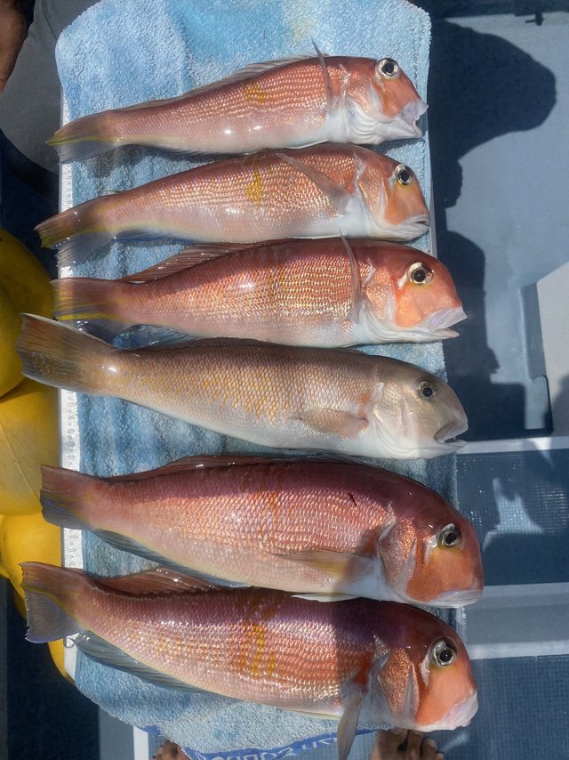 アマダイ(アカアマダイ)