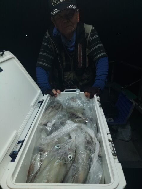 イカ(ヤリイカ)