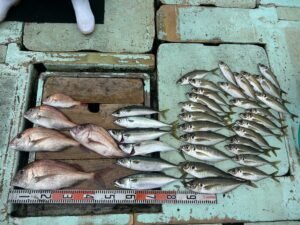 マダイ・マアジ・マサバ