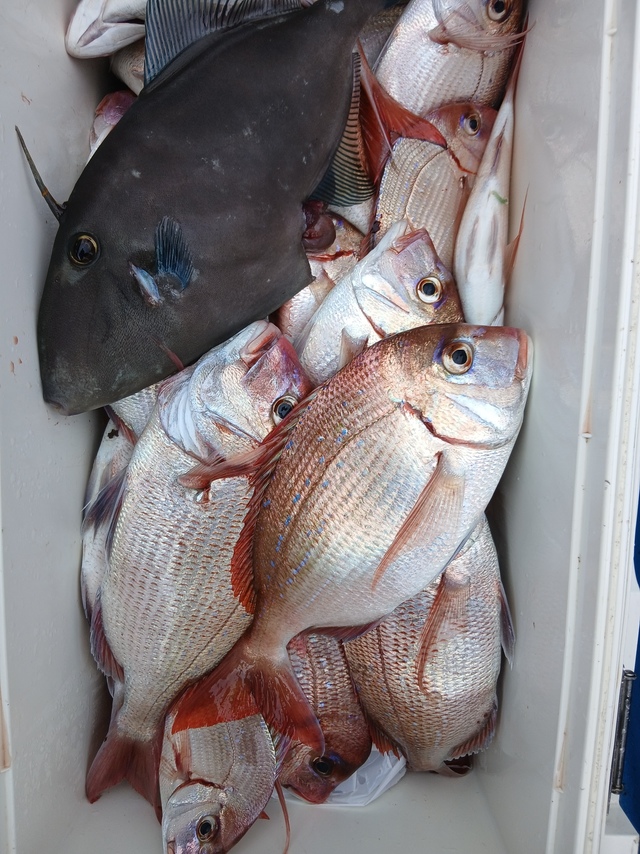 ハナダイ(チダイ)