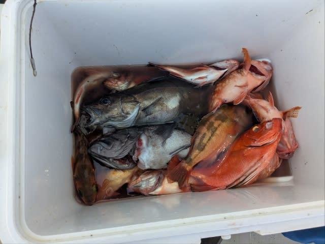 メバル・マゾイ(キツネメバル)