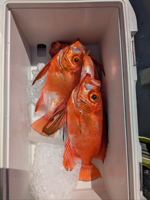 チカメキントキ