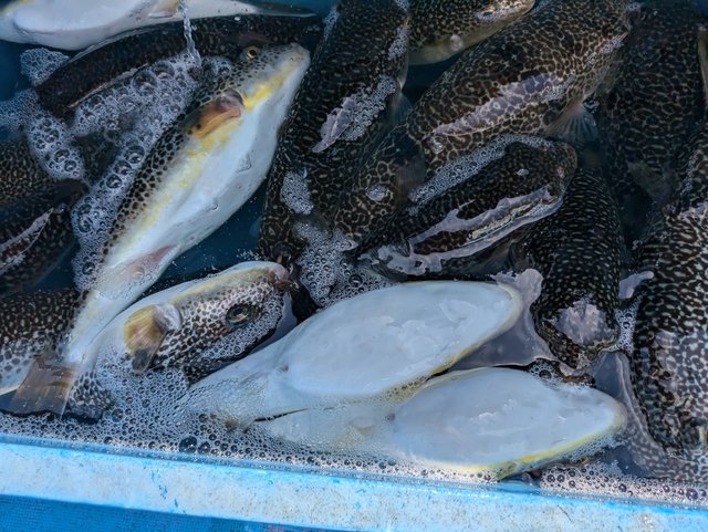 フグ(ショウサイフグ)