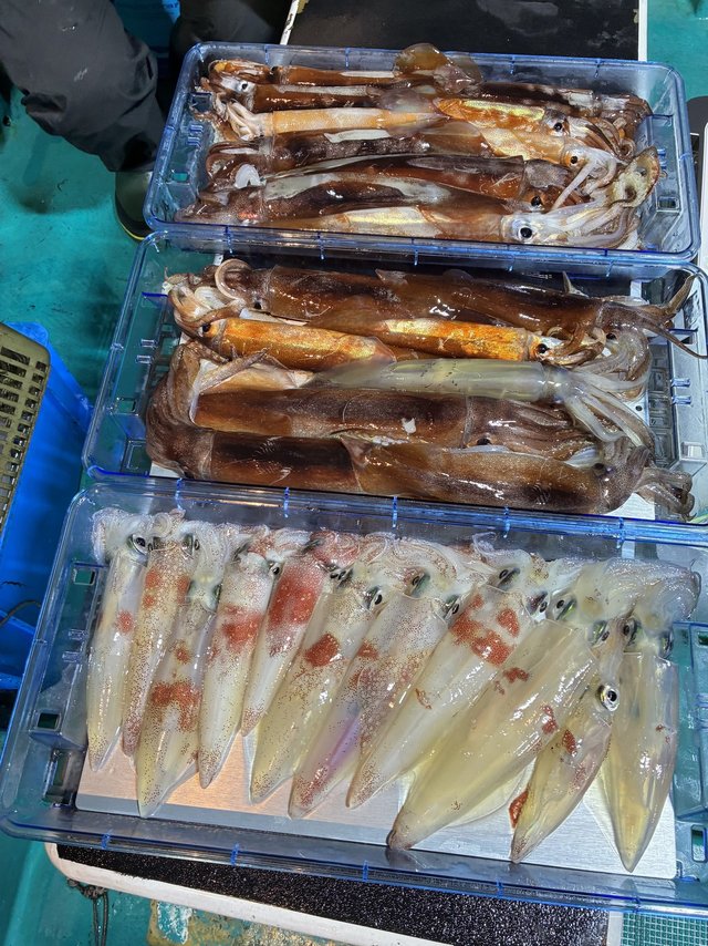 アカイカ(ケンサキイカ)