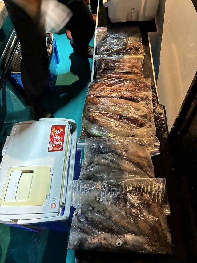 アカイカ(ケンサキイカ)