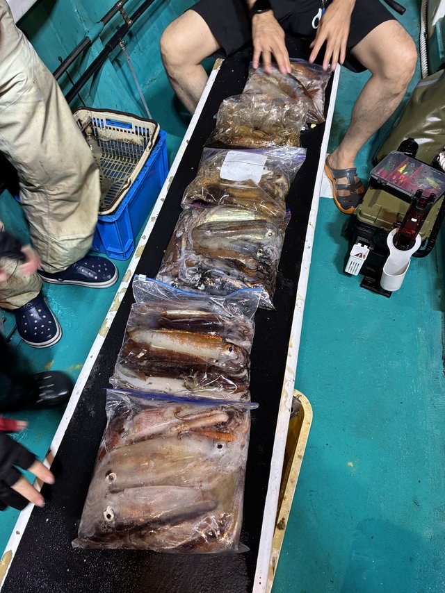 アカイカ(ケンサキイカ)