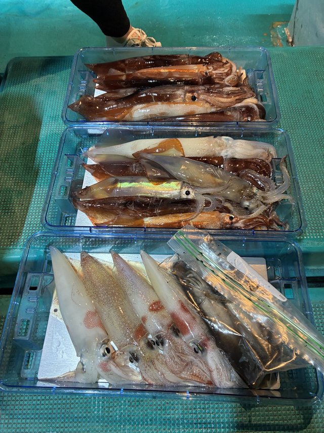 アカイカ(ケンサキイカ)