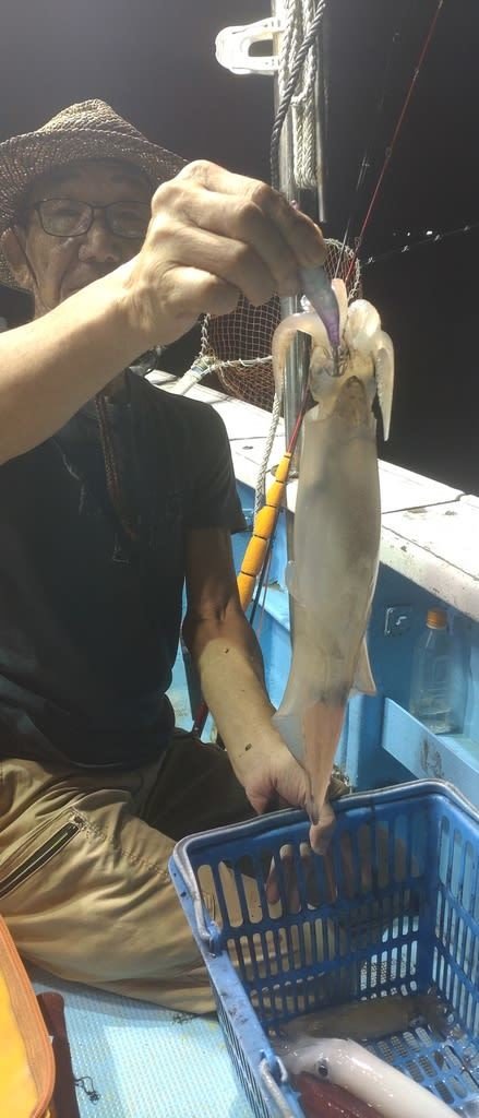 マイカ(ケンサキイカ)