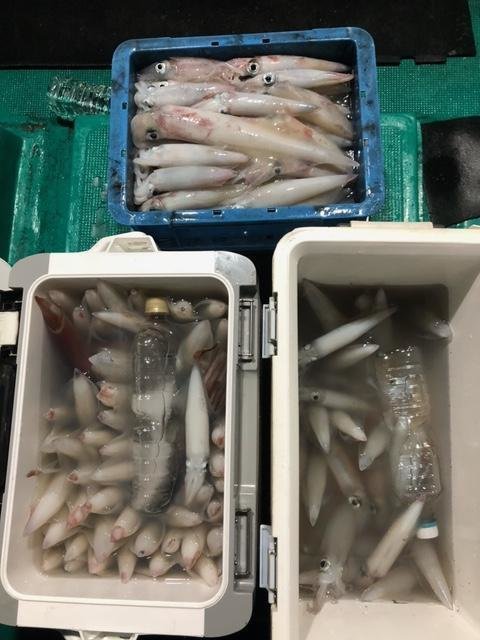 アカイカ(ケンサキイカ)