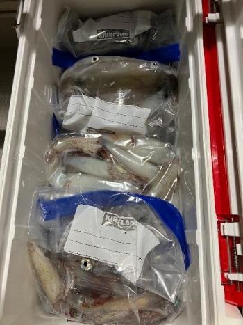 マイカ(ケンサキイカ)