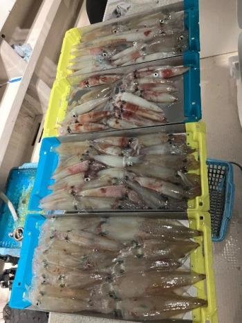 マイカ(ケンサキイカ)