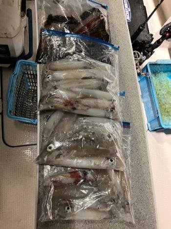 マイカ(ケンサキイカ)