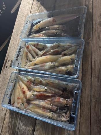 マイカ(ケンサキイカ)