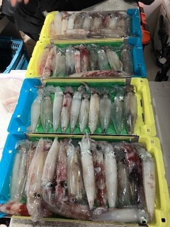 マイカ(ケンサキイカ)