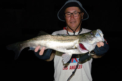 シーバス(スズキ)