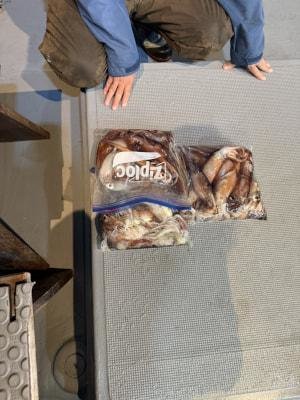 アカイカ(ケンサキイカ)・スルメイカ