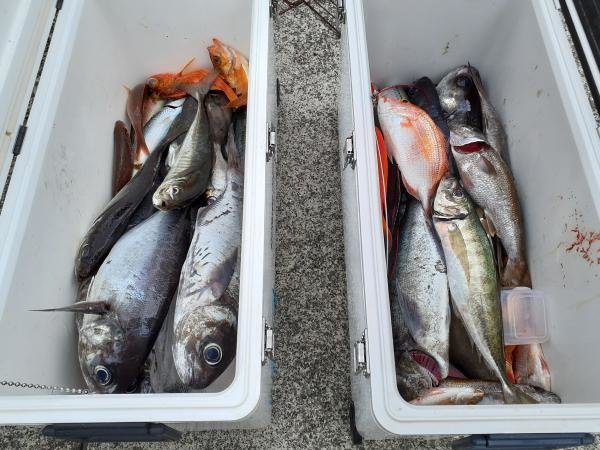 ハナダイ(チダイ)・アジ(マアジ)・クロムツ・メダイ