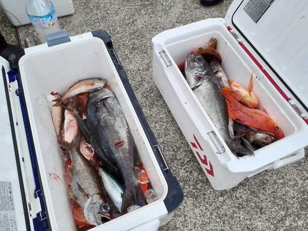 ハナダイ(チダイ)・アカイサキ・アジ(マアジ)・アマダイ(アカアマダイ)・クロムツ・メダイ