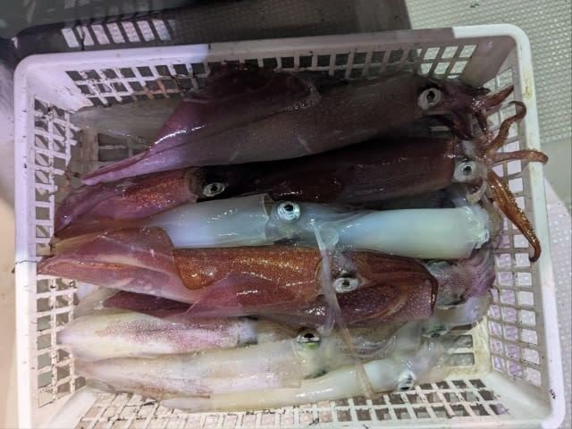 アカイカ(ケンサキイカ)