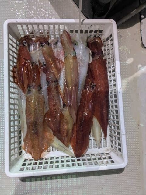 アカイカ(ケンサキイカ)