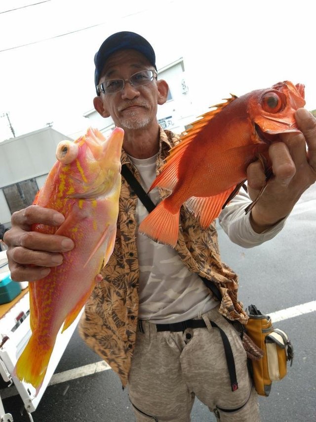 アカイサキ・キントキダイ