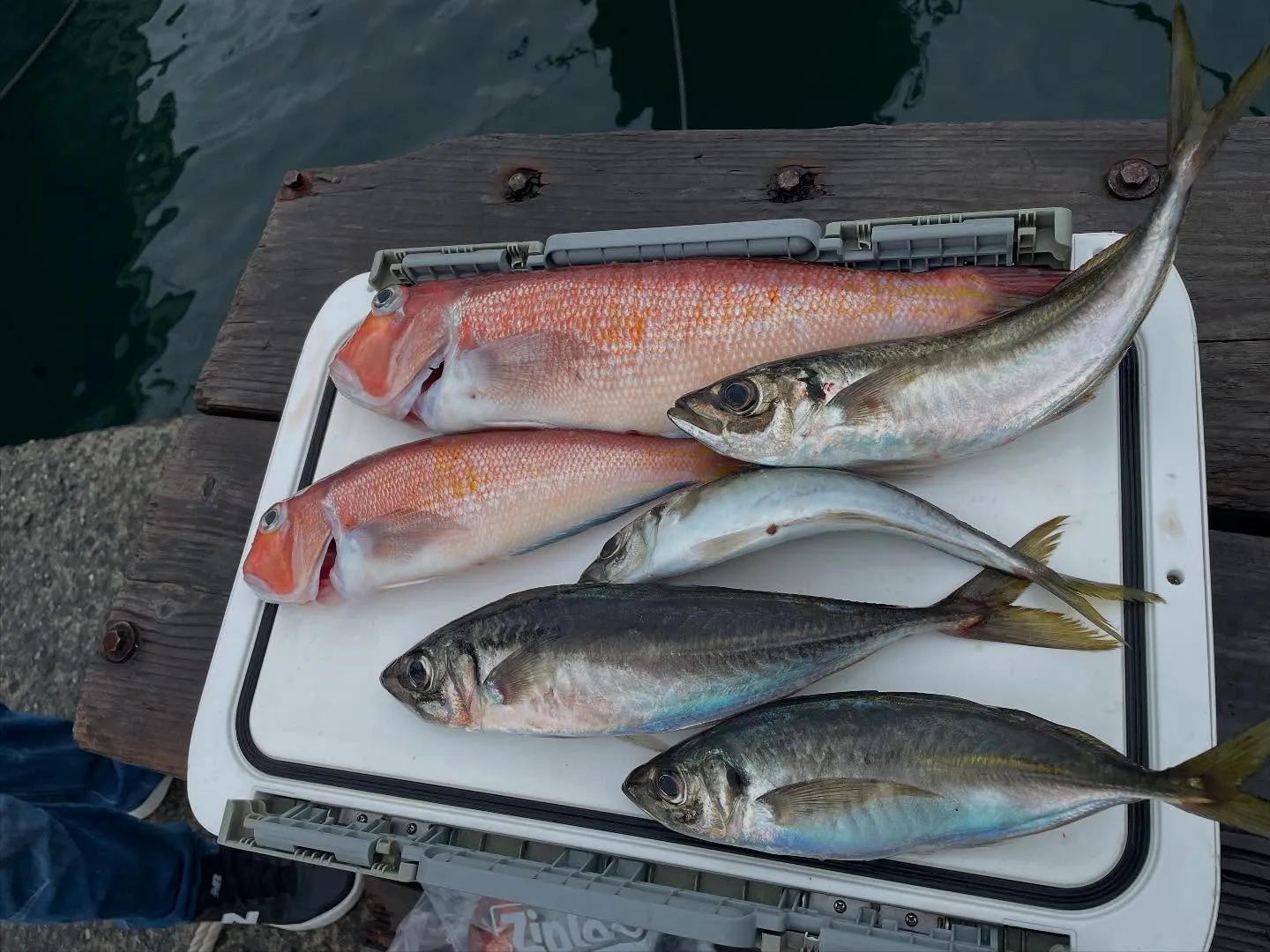 アジ(マアジ)・アマダイ(アカアマダイ)