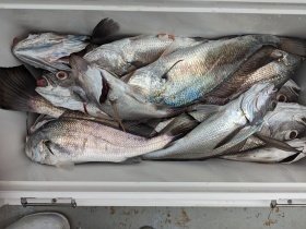 シロムツ(オオメハタ)・メイゴ(クログチ)