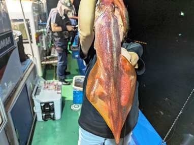 マイカ(ケンサキイカ)