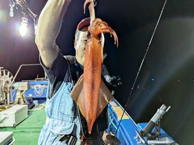 マイカ(ケンサキイカ)