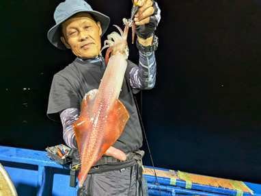 マイカ(ケンサキイカ)