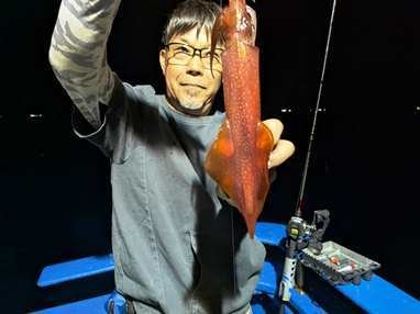 マイカ(ケンサキイカ)