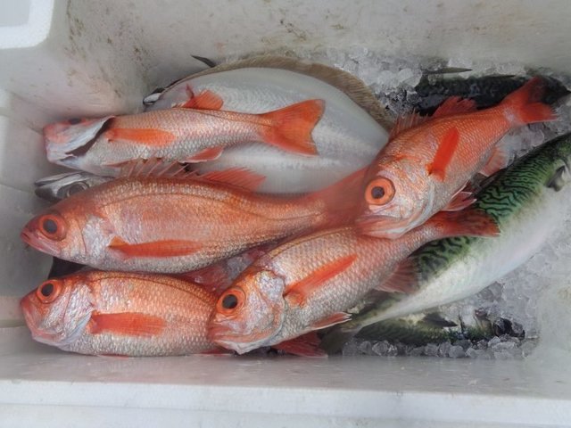 アカムツ・サバ(マサバ)