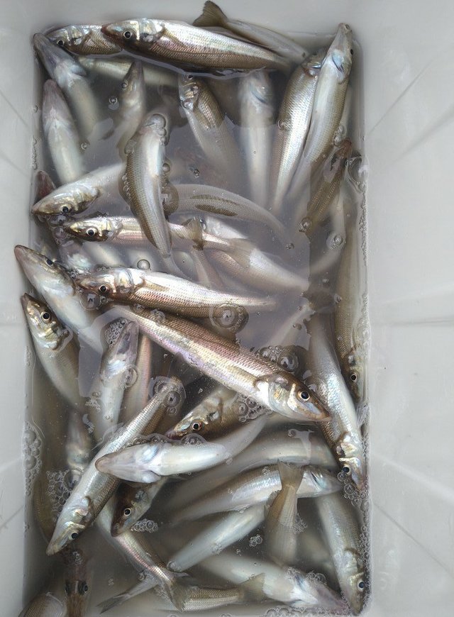 キス(シロギス)