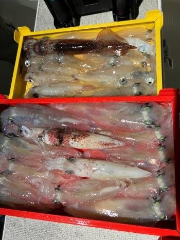 マイカ(ケンサキイカ)