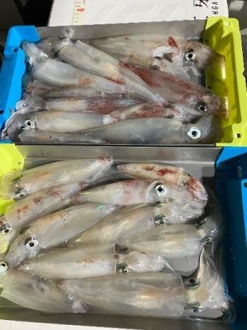 マイカ(ケンサキイカ)