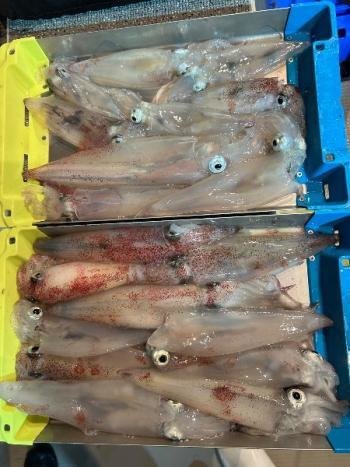 マイカ(ケンサキイカ)