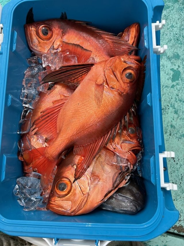 チカメキントキ