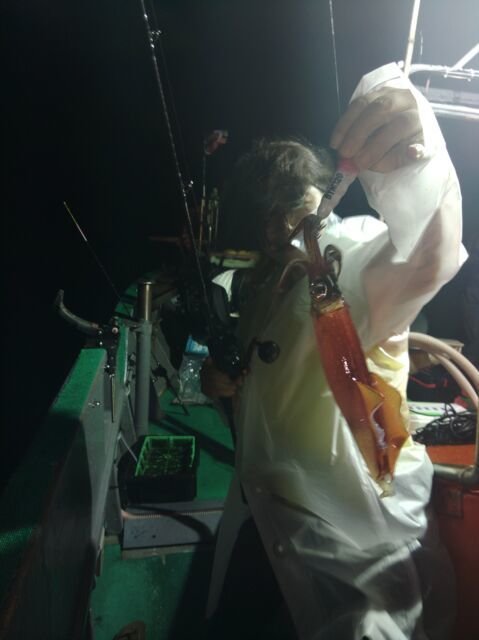 イカ(ヤリイカ)