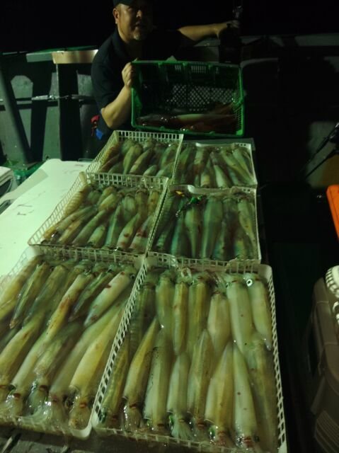 イカ(ヤリイカ)