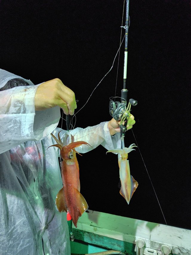 シロイカ(ケンサキイカ)