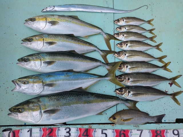 アジ(マアジ)・ブリ・メジロ(ブリ)・イサギ(イサキ)