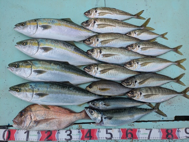 タイ(マダイ)・アジ(マアジ)・メジロ(ブリ)・イサギ(イサキ)・マサバ