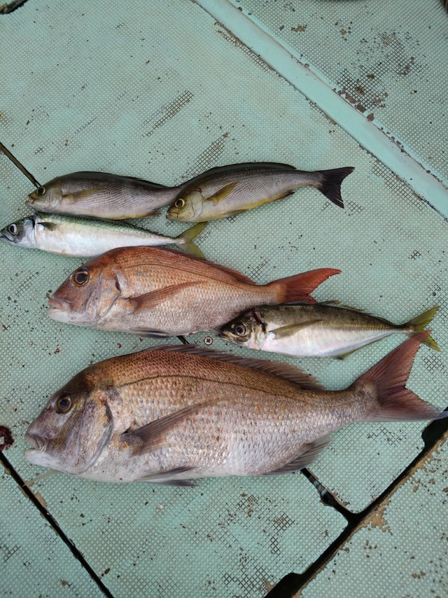 タイ(マダイ)・アジ(マアジ)・イサギ(イサキ)・サバ(マサバ)