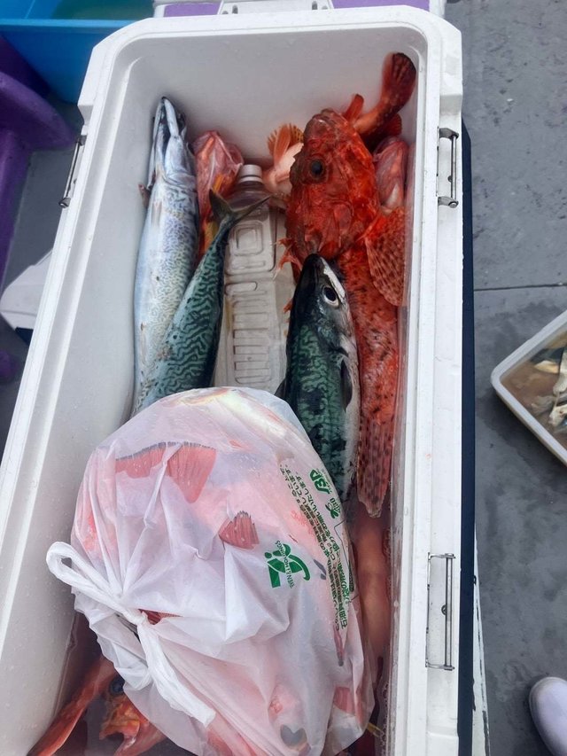 オニカサゴ・サバ(ゴマサバ)