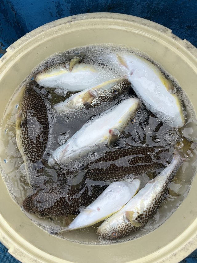 ショウサイフグ